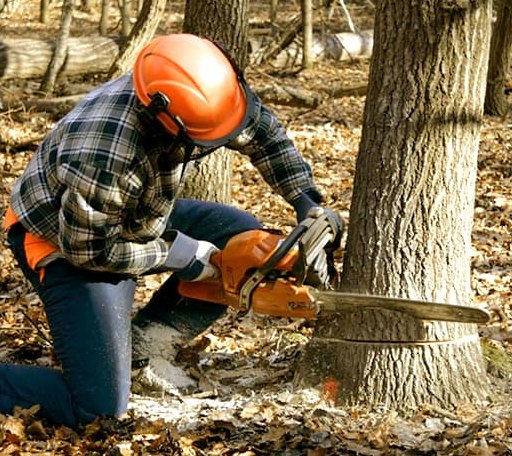 Tree Removal in Sykesville, MD
